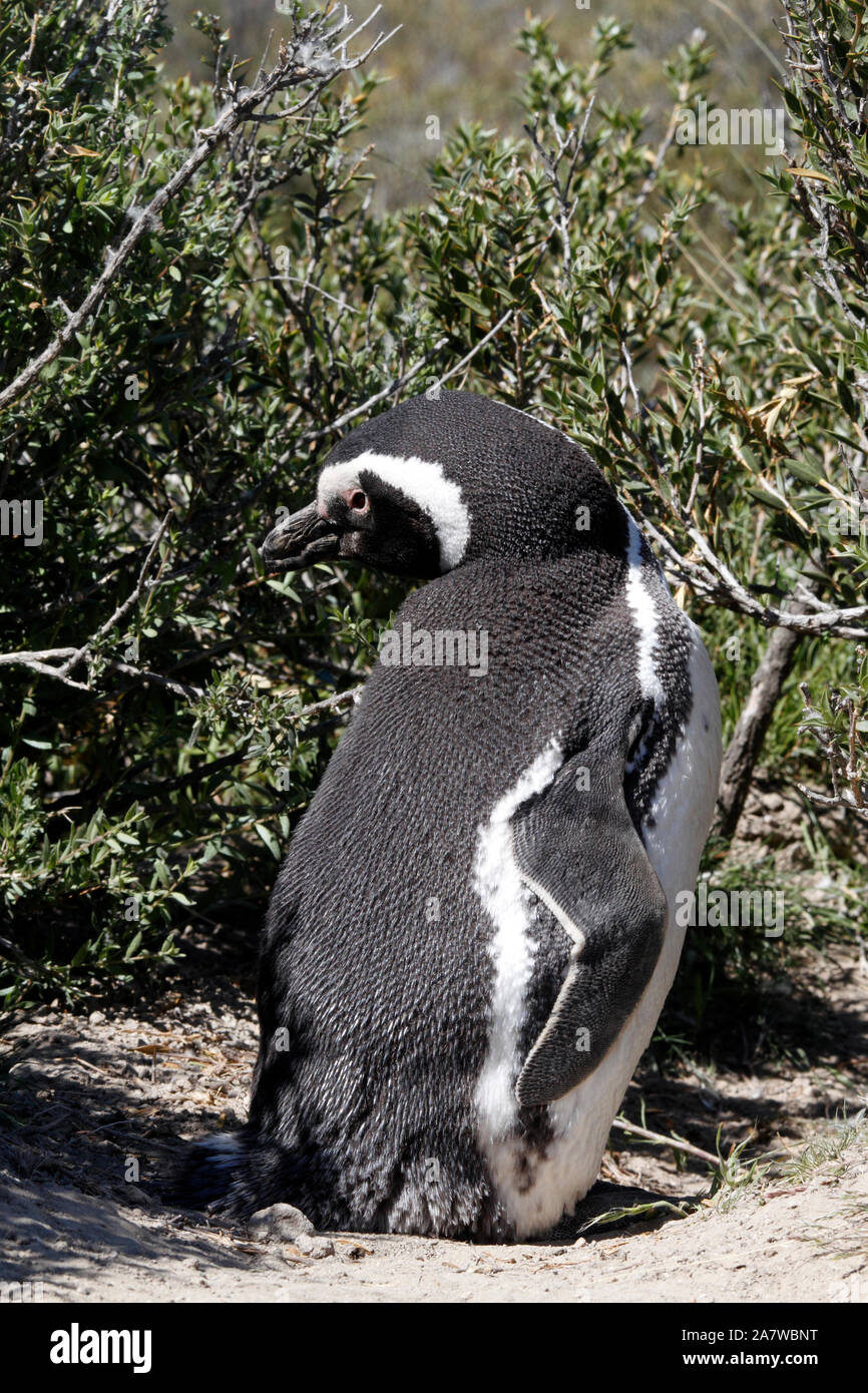 Magellanic Penguin Vor einem Nest site unter dem scrubby Pflanzen der Patagonischen Landschaft. El Pedral. Stockfoto