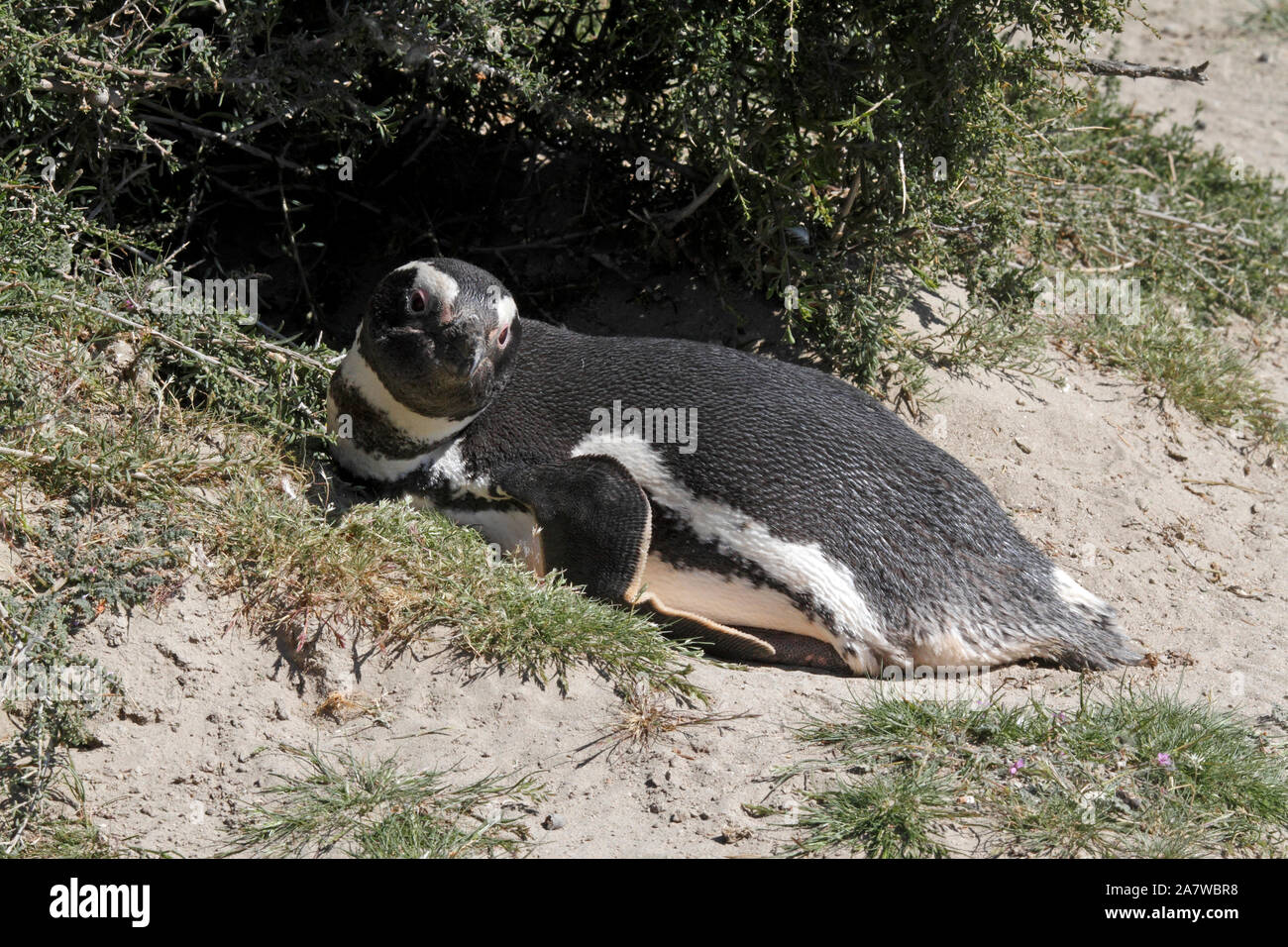 Magellanic Penguin Vor einem Nest site unter dem scrubby Pflanzen der Patagonischen Landschaft. El Pedral. Stockfoto