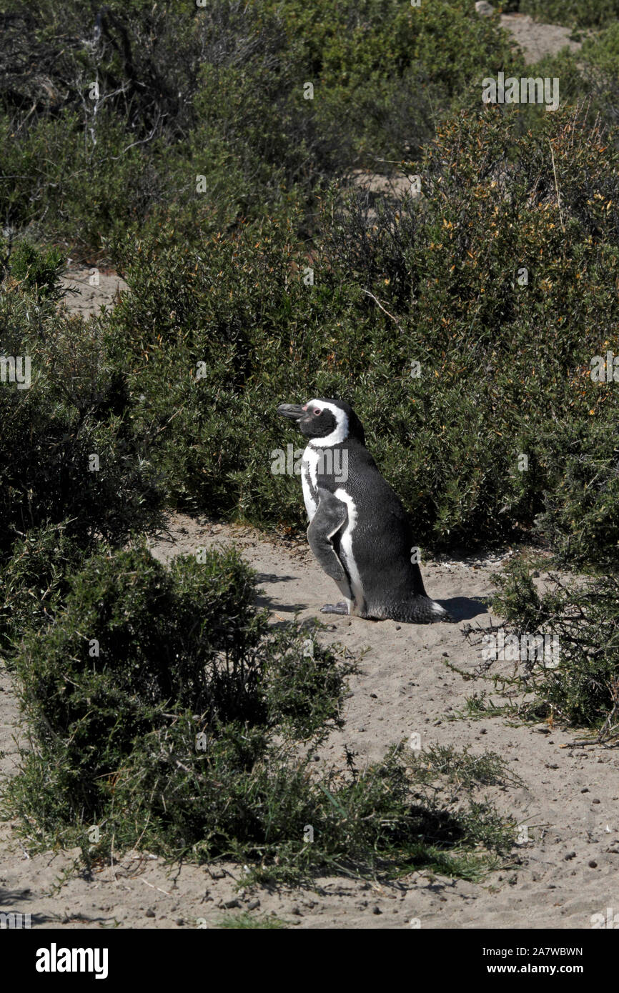 Magellanic Penguin Vor einem Nest site unter dem scrubby Pflanzen der Patagonischen Landschaft. El Pedral. Stockfoto