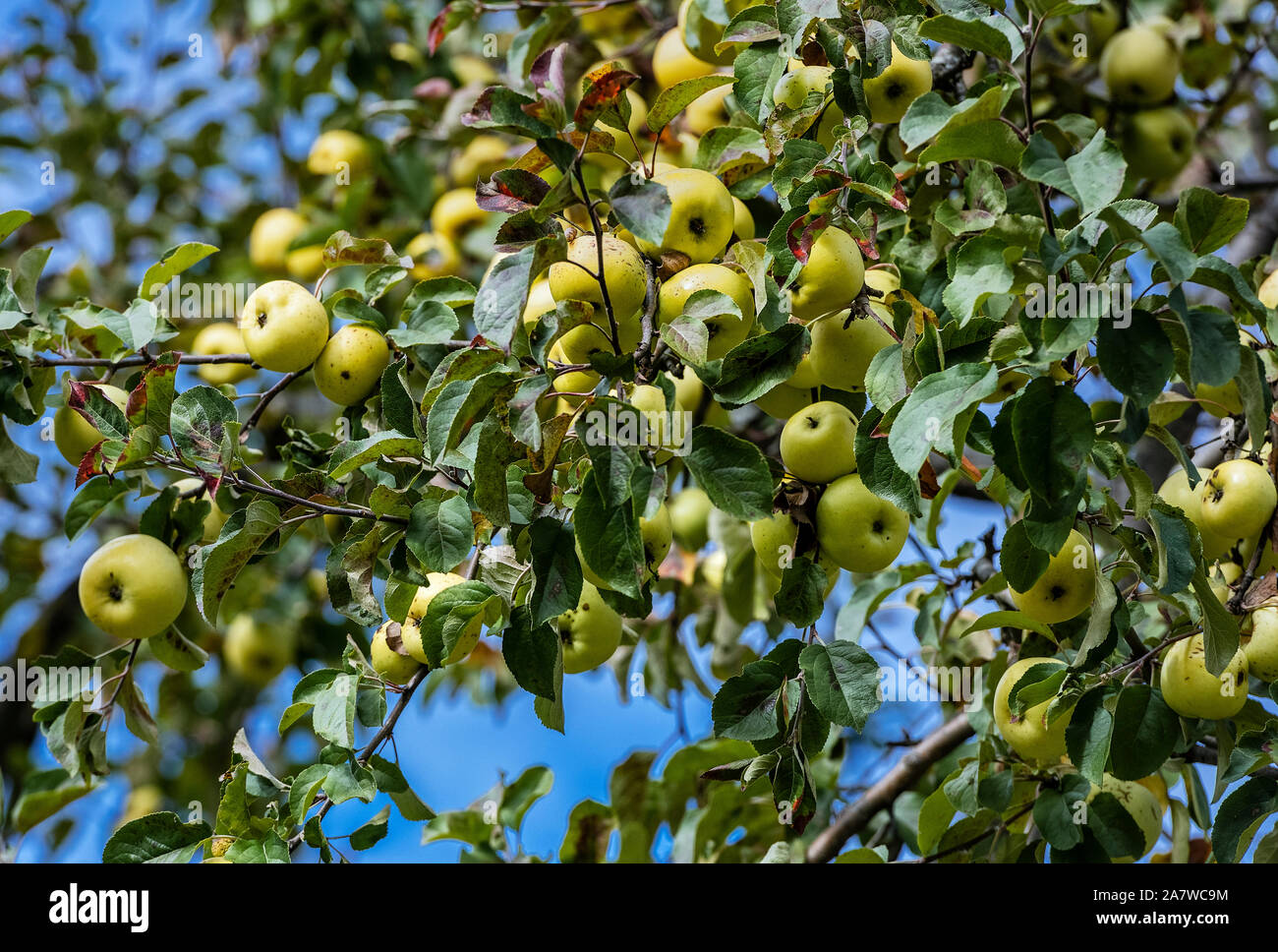 Grüne Äpfel auf dem Baum, Vermont, USA reif. Stockfoto