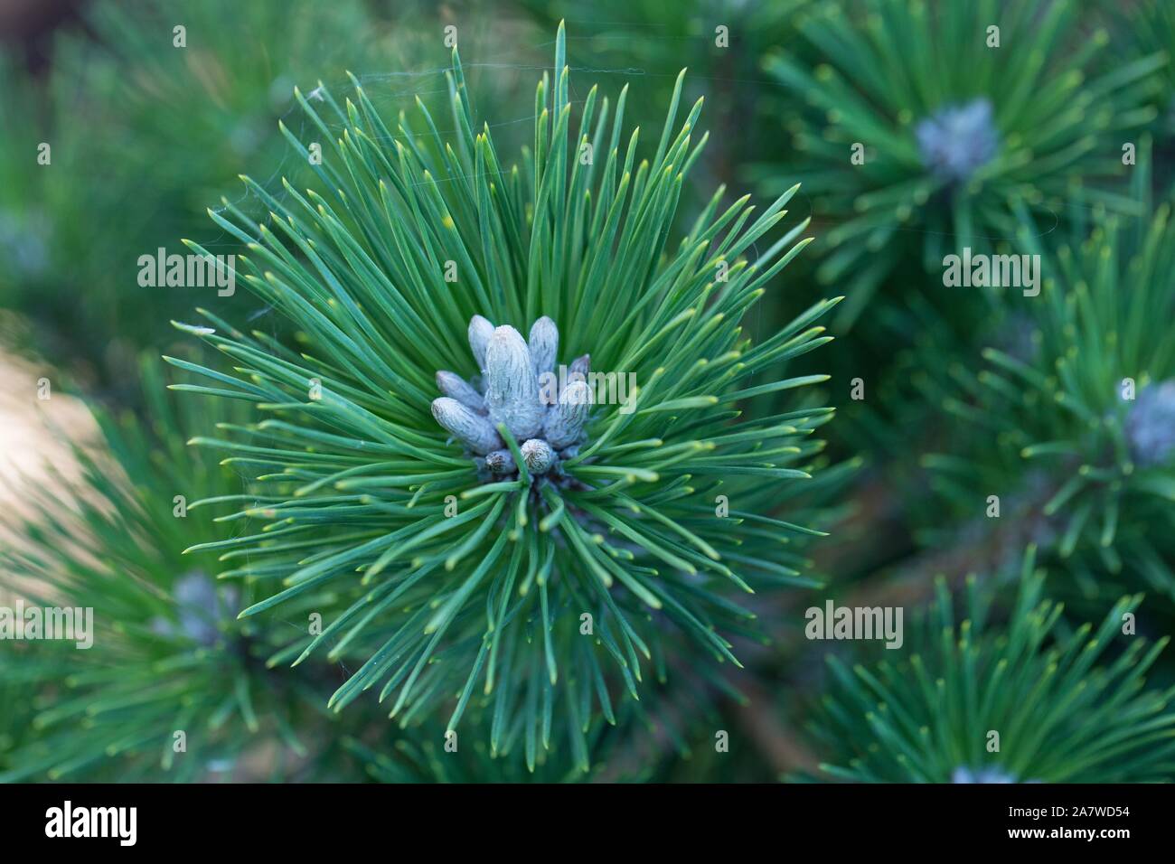 Pinus thunbergii 'Kraut Kelly Zwerg" vor, der sich in der Nähe. Stockfoto