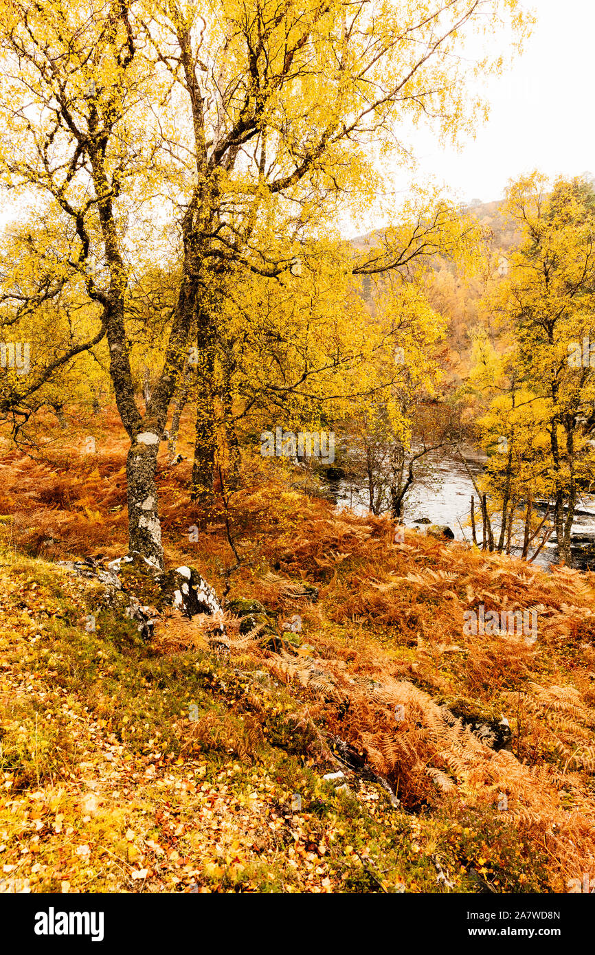 Herbst im Glen Strathfarrar in den schottischen Highlands. Golden Farne und gelbe Blätter der silbernen Birken mit dem Fluss Farrar durch läuft Stockfoto
