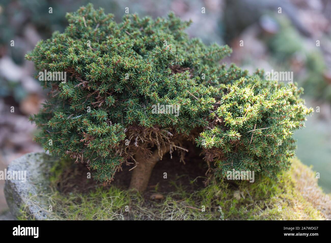 Juniperus horizontalis 'Blue Pygmy'. Stockfoto