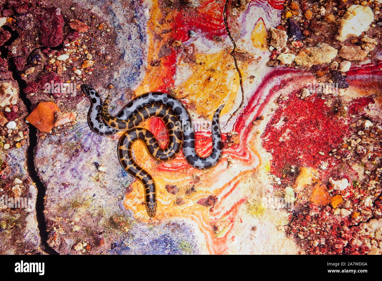 Kenianische Sand boa Stockfoto