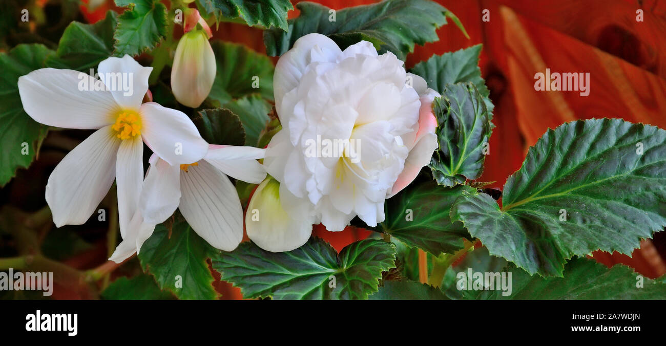 Zarte Blüten in weiß mit rosa Tönung Begonia im Garten hautnah. Begonia ist spektakulär und eleganten blühenden Zierpflanze für den Garten, home Stockfoto