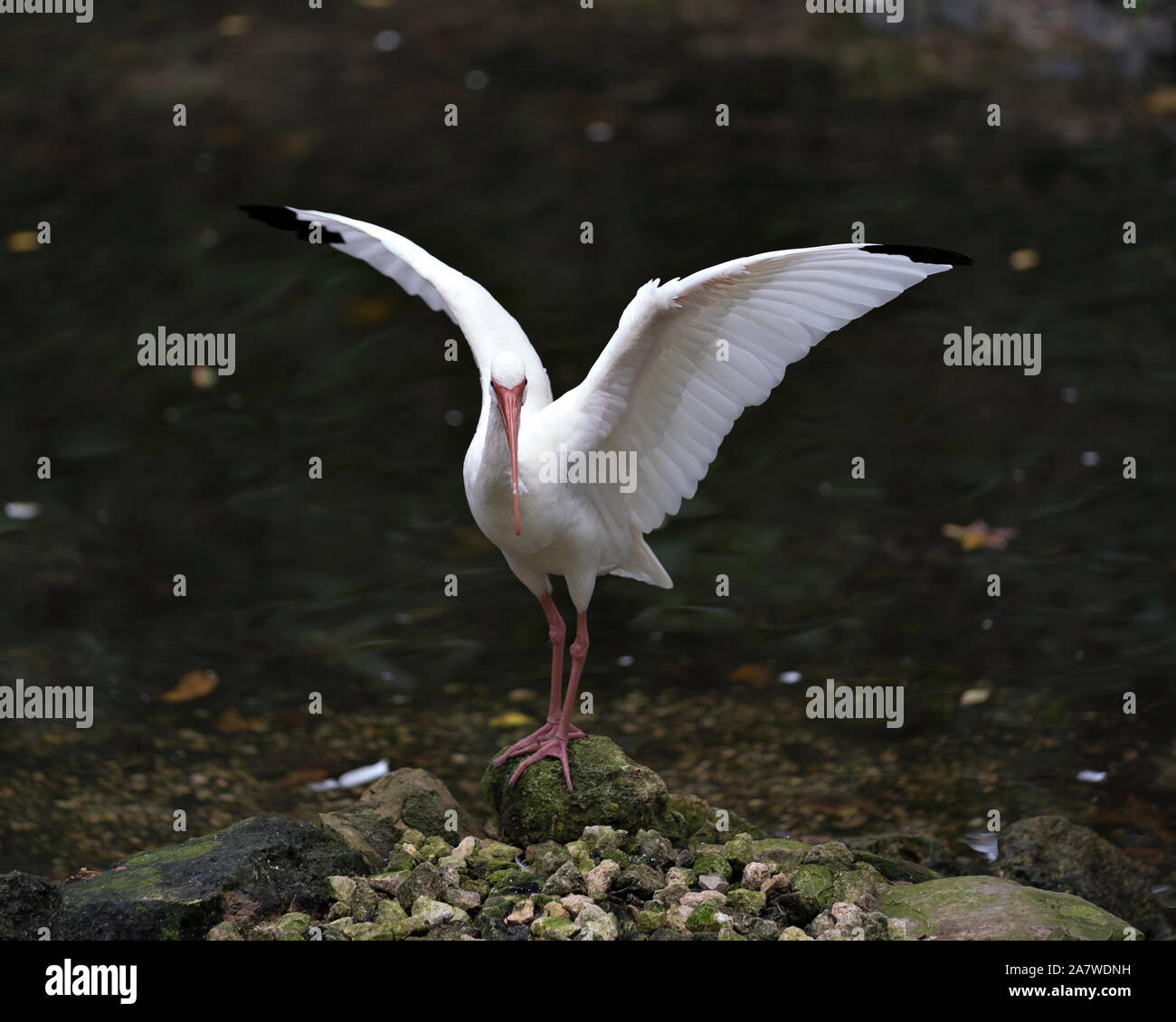 White Ibis Vogel mit seinem stretching Flügel stehend auf einem Felsen am Wasser mit seinem langen Schnabel, weißen Körper, rote Beine in seine Umwelt und surrou Stockfoto