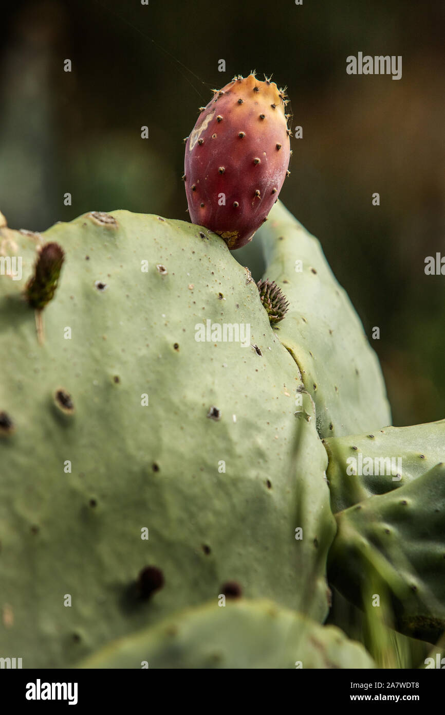 Reife und Frische Kaktusfrüchte Stockfoto