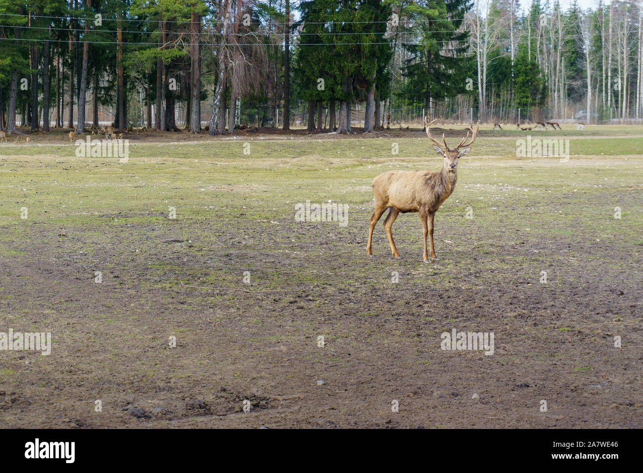 Hübsch und freundlich Rotwild Herde von Safari Deer Park in Lettland während der Fütterung am sonnigen Frühlingsmorgen, mit Pinienwald im Hintergrund und blauen bewölkt s Stockfoto