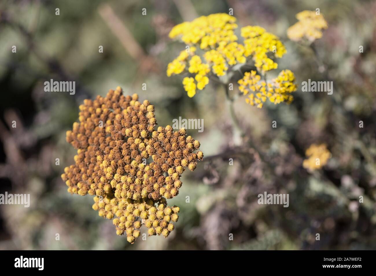 Moonshine Schafgarbe - Achillea x 'Moonshine'. Stockfoto