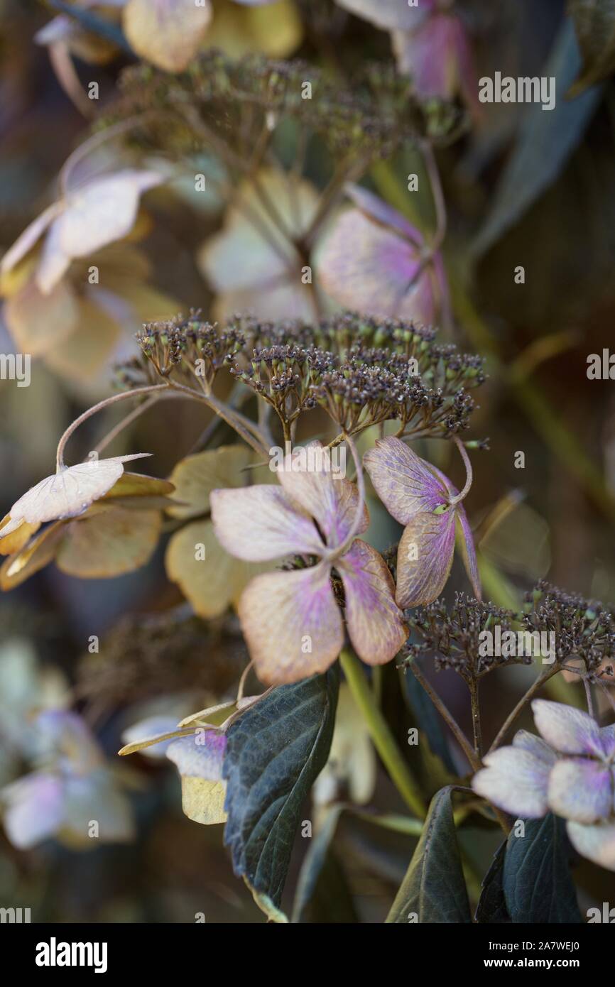 Hydrangea Macrophylla 'Beaute Vendomoise', im Herbst, aus der Nähe. Stockfoto