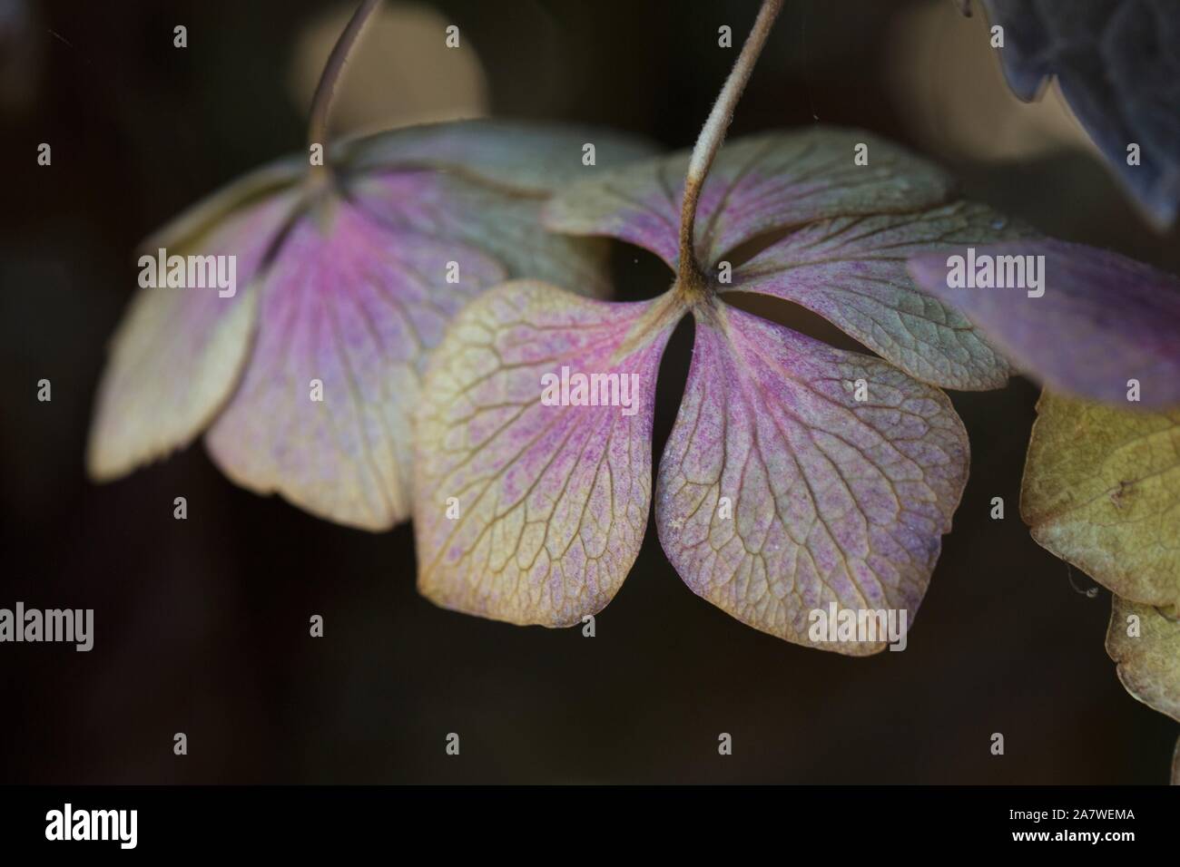 Hydrangea Macrophylla 'Beaute Vendomoise', im Herbst, aus der Nähe. Stockfoto