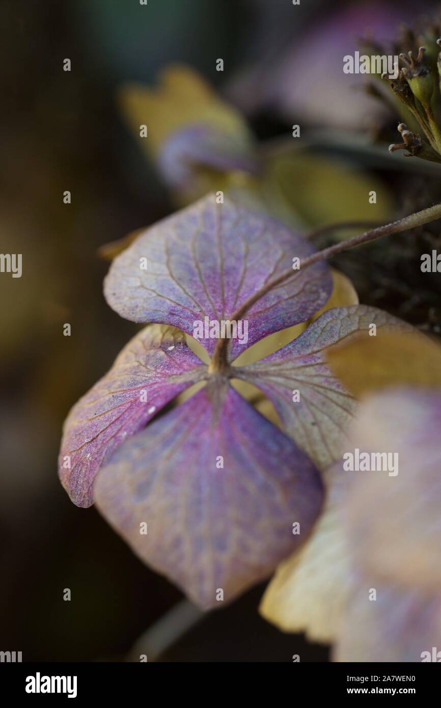 Hydrangea Macrophylla 'Beaute Vendomoise', im Herbst, aus der Nähe. Stockfoto