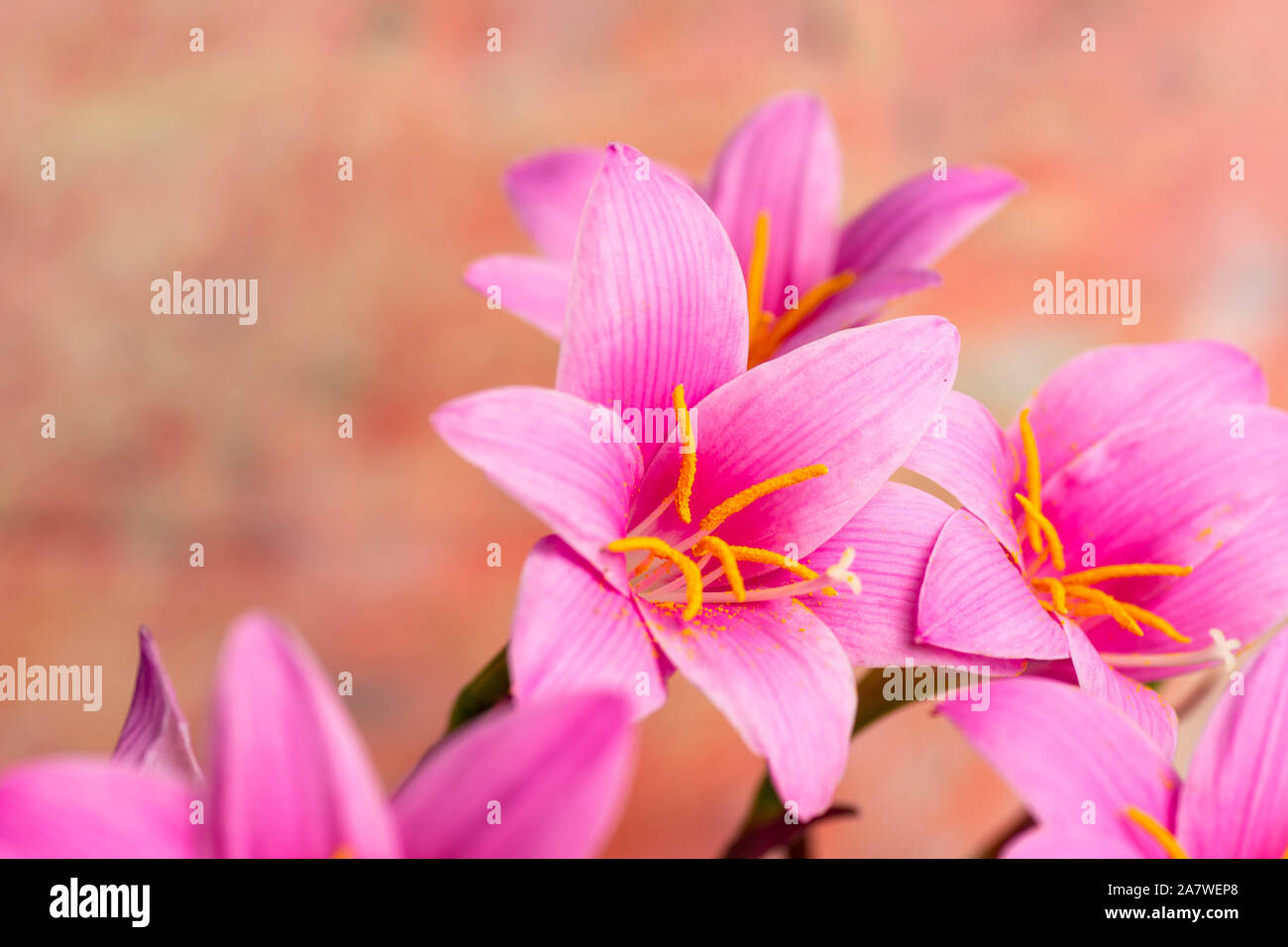 Rosa Lilie Blumen in voller Blüte gegen pastellfarbenen Hintergrund Stockfoto
