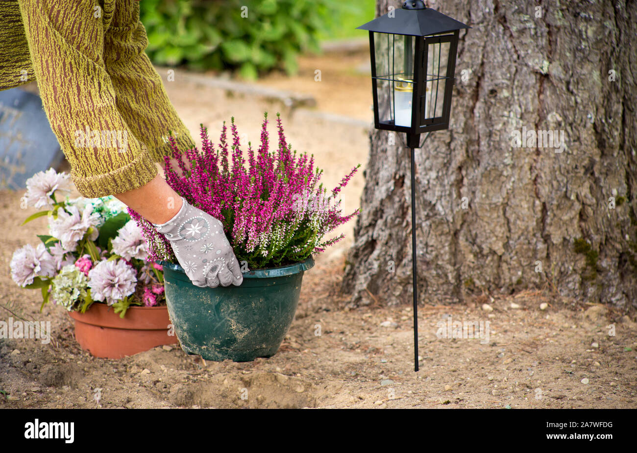 Frau Reinigung lieben Grab Grundstück und Pflanzen neue gemeinsame Heather Blumen in einem Blumentopf, Wartung von einem Grundstück in einem Kirchhof Konzept. Stockfoto