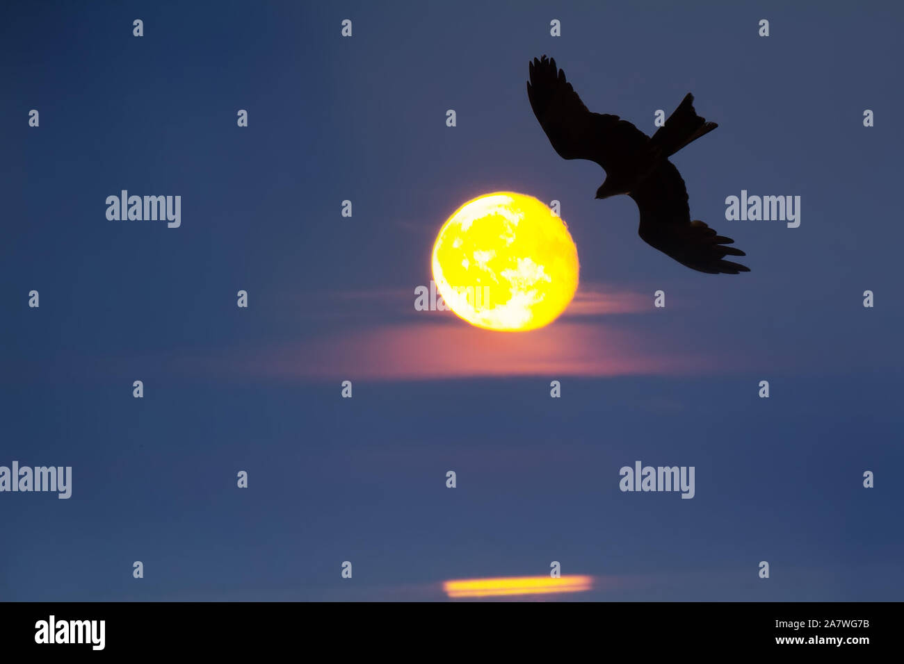 Schwarzer Vogel, um gegen die goldenen Scheibe der Sonne. Symbol der Sonnenfinsternis, Konzept von Nightfall, Absorption des von Universal böse. Abbildung: t Stockfoto