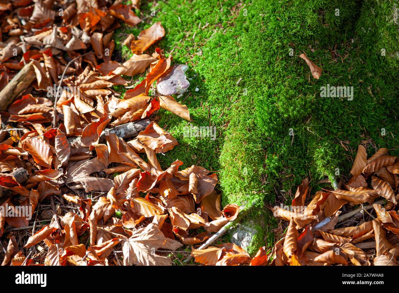 Trockene Blätter liegen auf dem Boden im Wald. Ein Pilz wächst auf der grünen Moos durch trockenes Laub umgeben. Im Herbst Sonne beleuchtet. Stockfoto