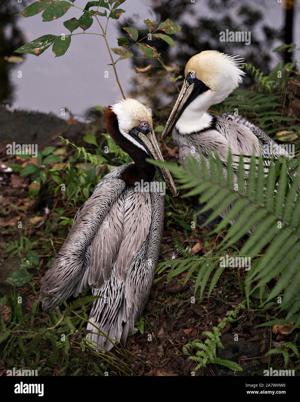 Brown pelican nach Paar mit einem Interaktion genießen das Leben in Ihre Umgebung und Umwelt während ihre Körper, Flügel, Augen, Kopf, Schnabel, p Stockfoto