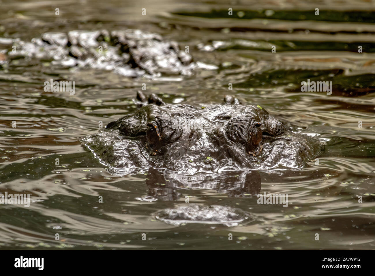 Alligator schwimmen auf das Ufer Stockfoto