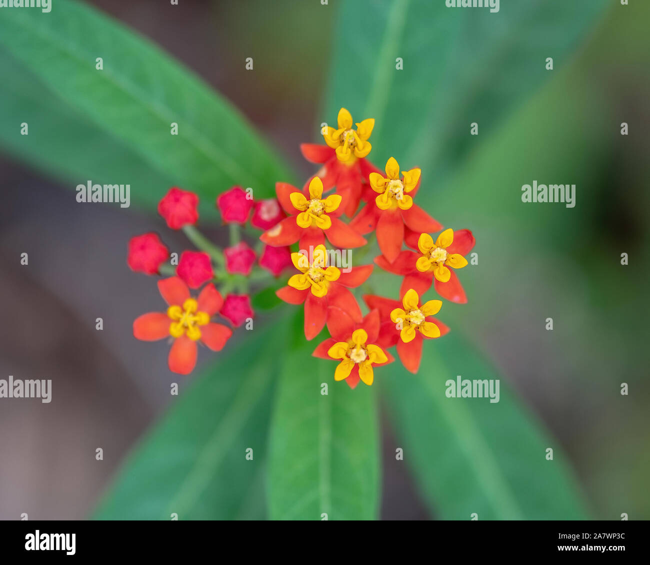 Leuchtend bunte Blumen wachsen auf Florida - Lantana camara Stockfoto