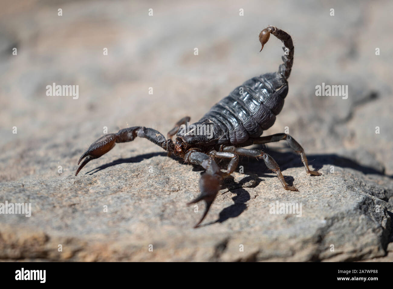 Eine haarige Dicke-tailed Scorpion, (parabuthus Villosus) in der Wüste, Namibia Stockfoto