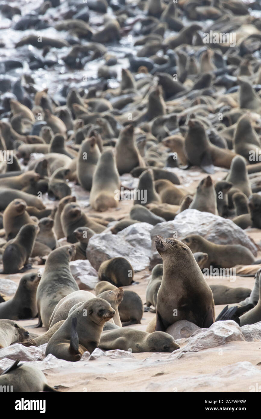 Afro-australische Pelzrobben (Arctocephalus Pusillus) in Cape Cross, Namibia Stockfoto