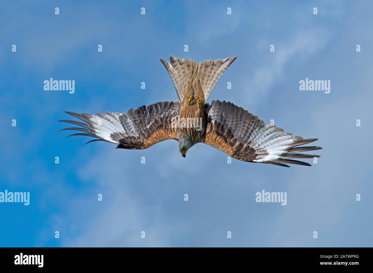 Red Kite-Milvus milvus im Flug. Stockfoto