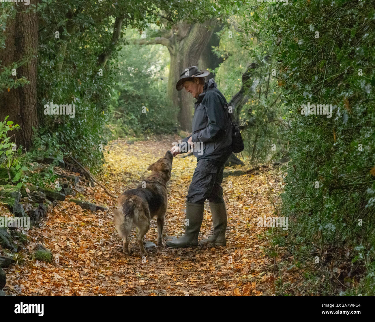 Ein Mann gibt seinen Hund eine Festlichkeit während heraus auf einen Herbst Hund spazieren. Stockfoto