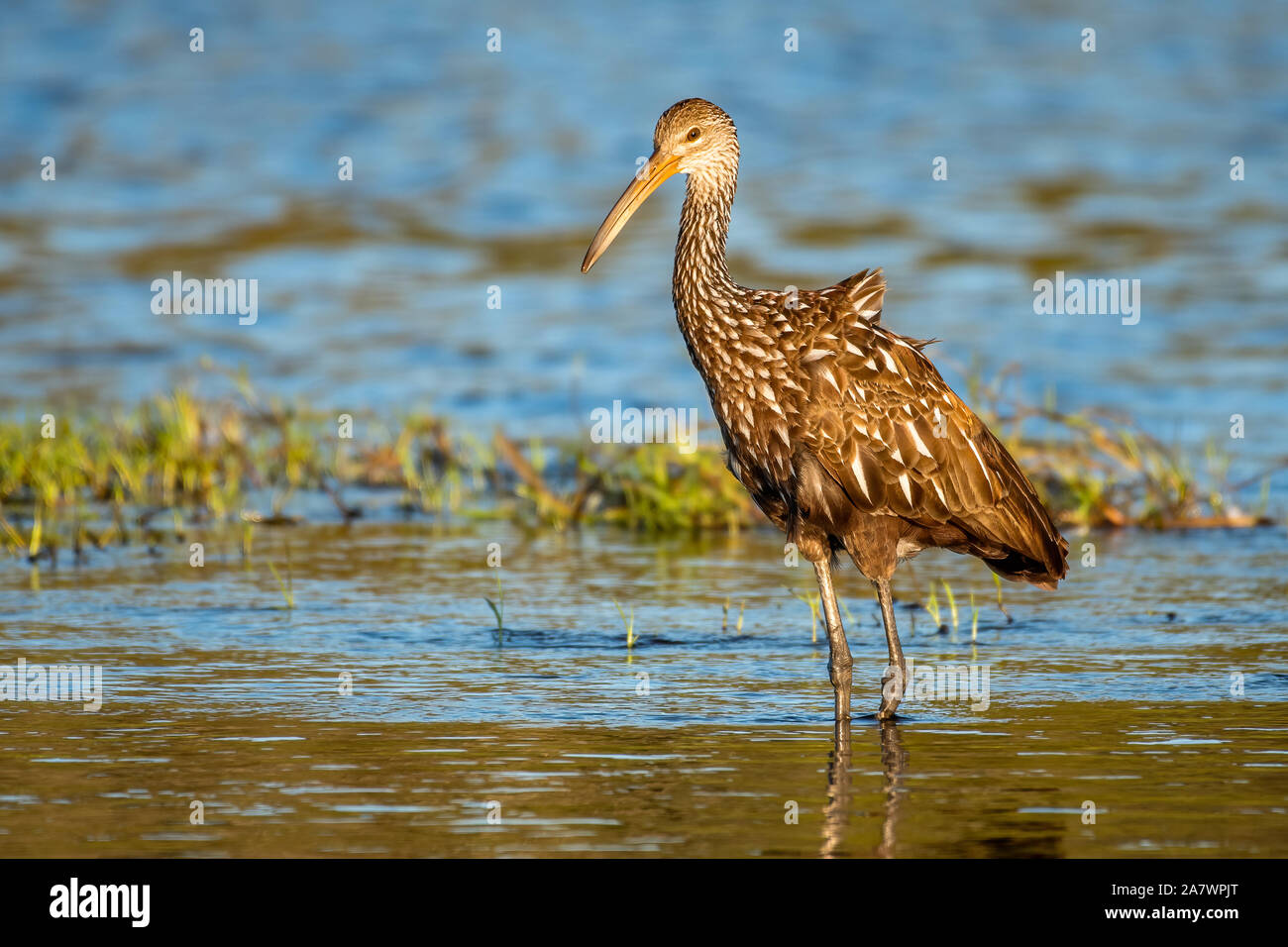 Limpkin waten an den Rand des Wassers Stockfoto