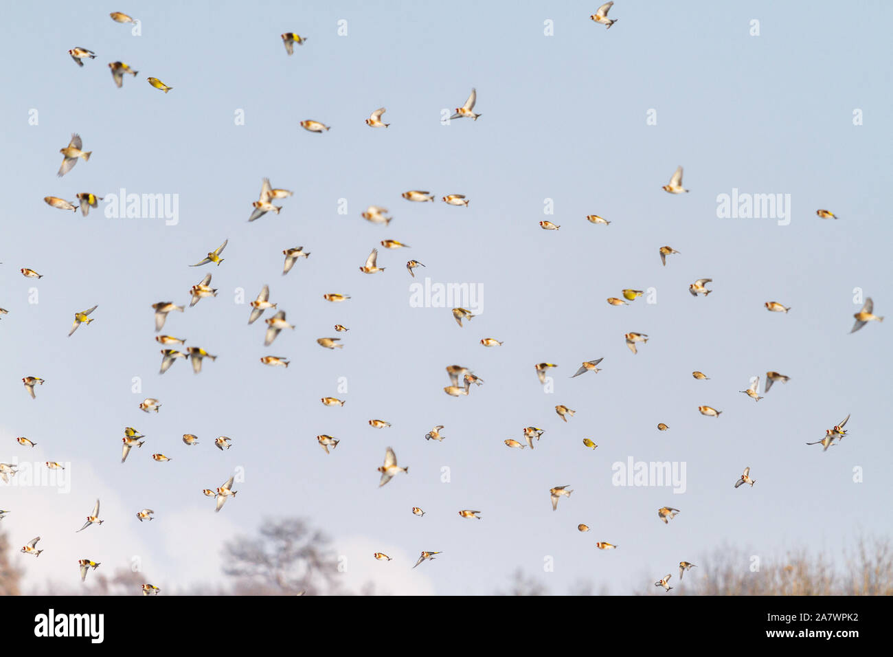 Herde von schönen Vögel fliegen durch den Himmel Stockfoto