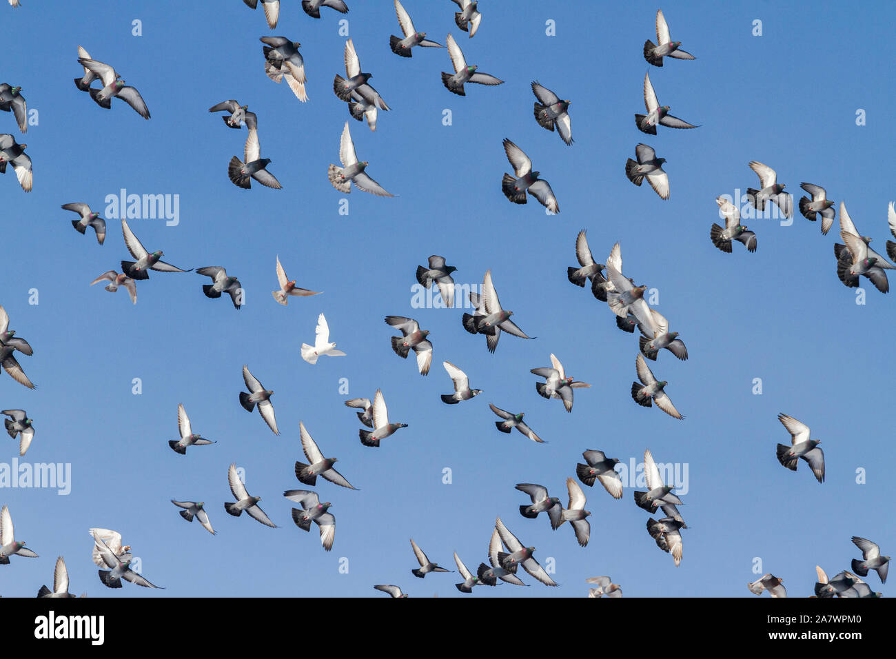 Herde von Tauben fliegen schön im blauen Himmel Stockfoto