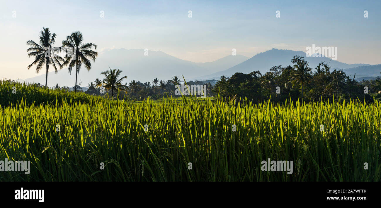 Reisterrassen oder Reisfelder mit Kokospalmen und Vulkanen in Ost-Java, Java Timur, Java, Indonesien, Südostasien, Asien Stockfoto