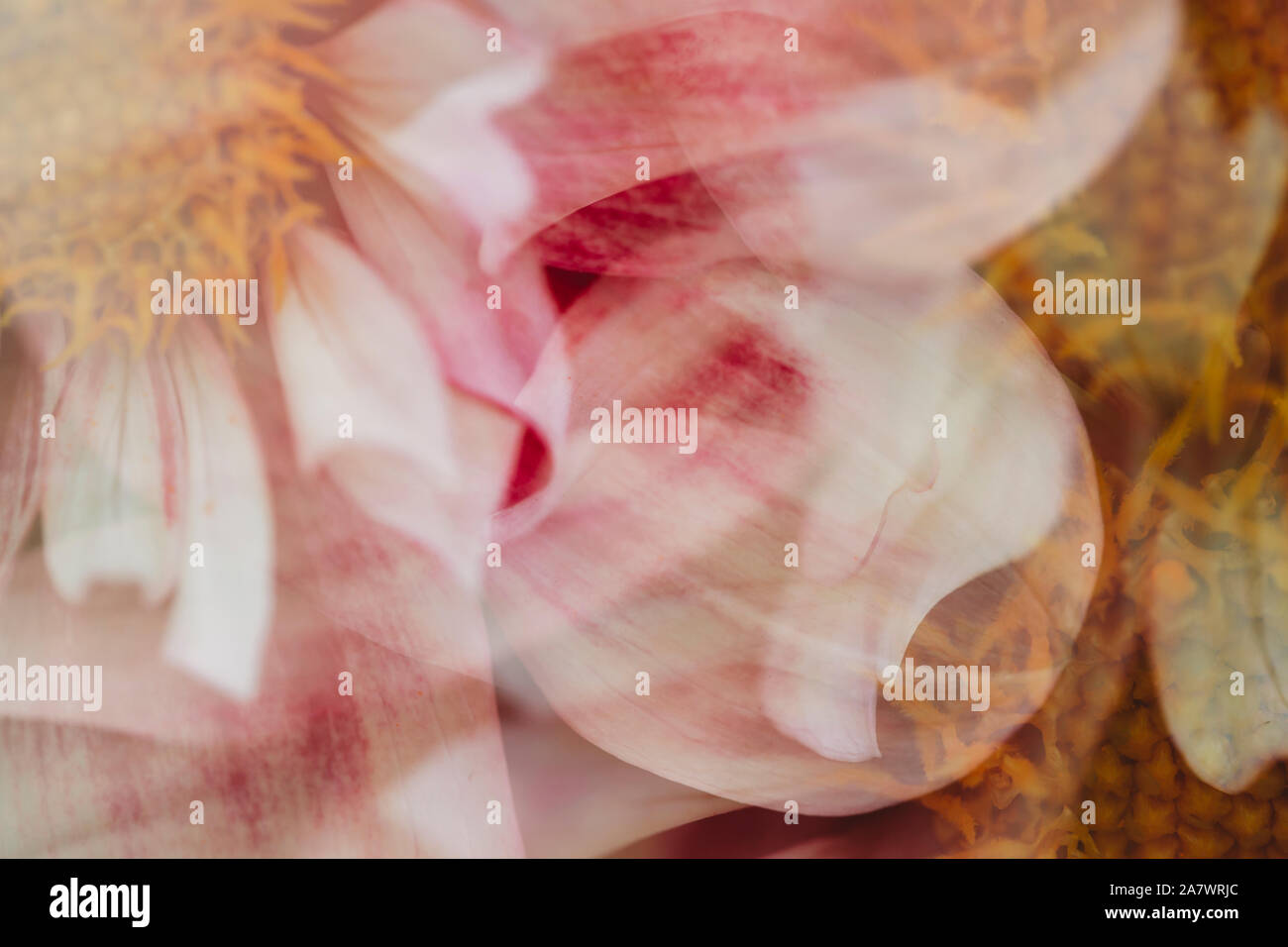 Close-up abstrakte Sicht von Rosa und Weiße Dahlie Blume Stockfoto