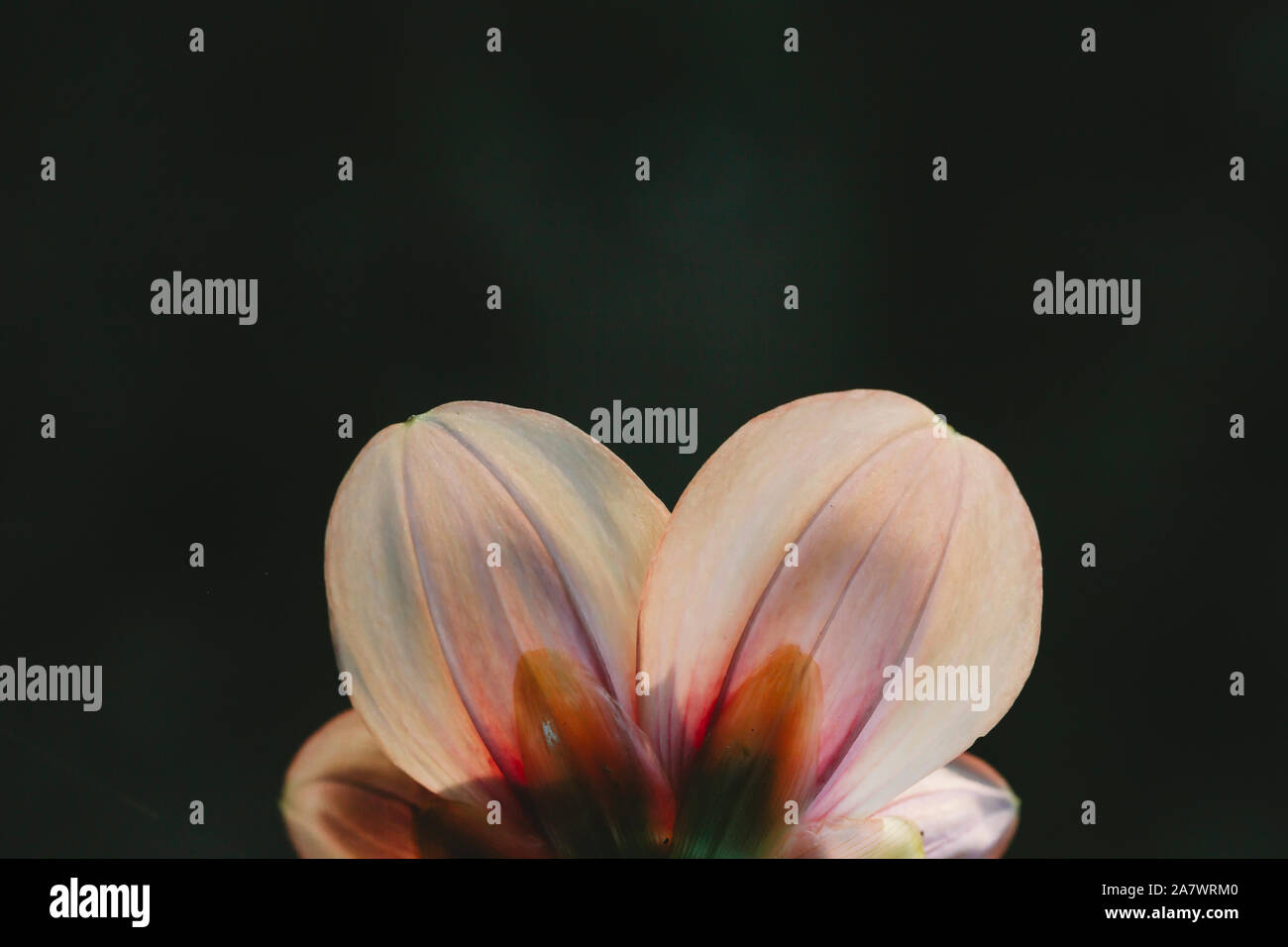 Makro Anzeigen mit Hintergrundbeleuchtung von Pink Dahlia Blütenblätter auf dunklem Hintergrund Stockfoto