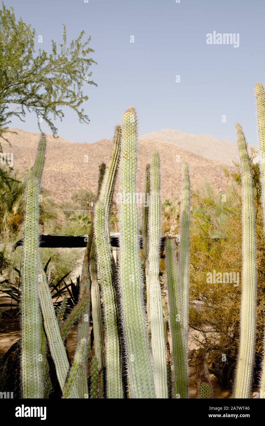 Cactus mit Berg im Hintergrund Stockfoto