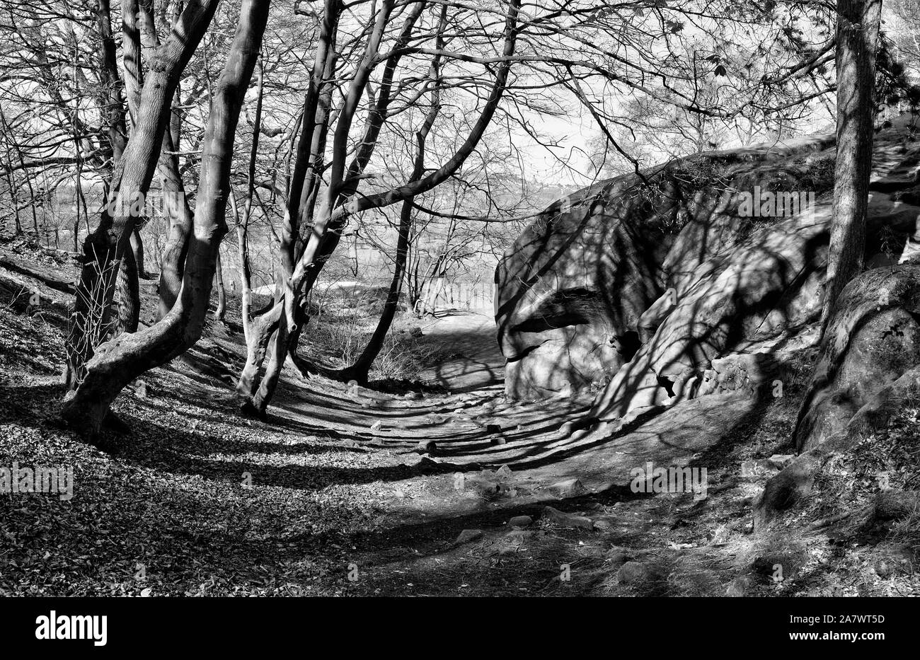 Baum Schatten fällt über einen unbefestigten Weg im Herbst Stockfoto