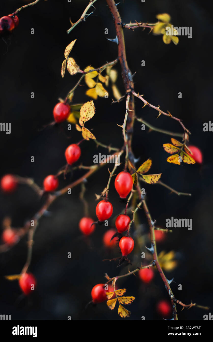 Viele rote reife Beeren auf dünnen Baum oder Busch Äste im Wald Stockfoto