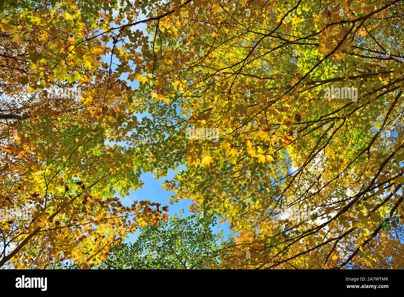Blick nach oben auf die Baumkronen mit dem Licht durch die Äste Hervorhebung der wechselnden Blätter. Stockfoto