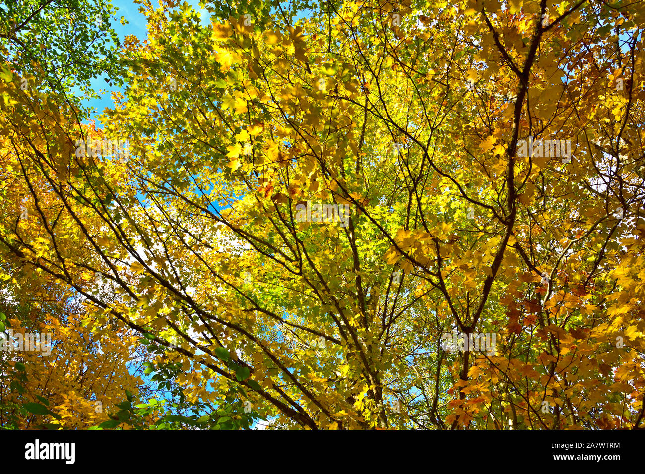 Blick nach oben auf die Baumkronen mit dem Licht durch die Äste Hervorhebung der wechselnden Blätter. Stockfoto