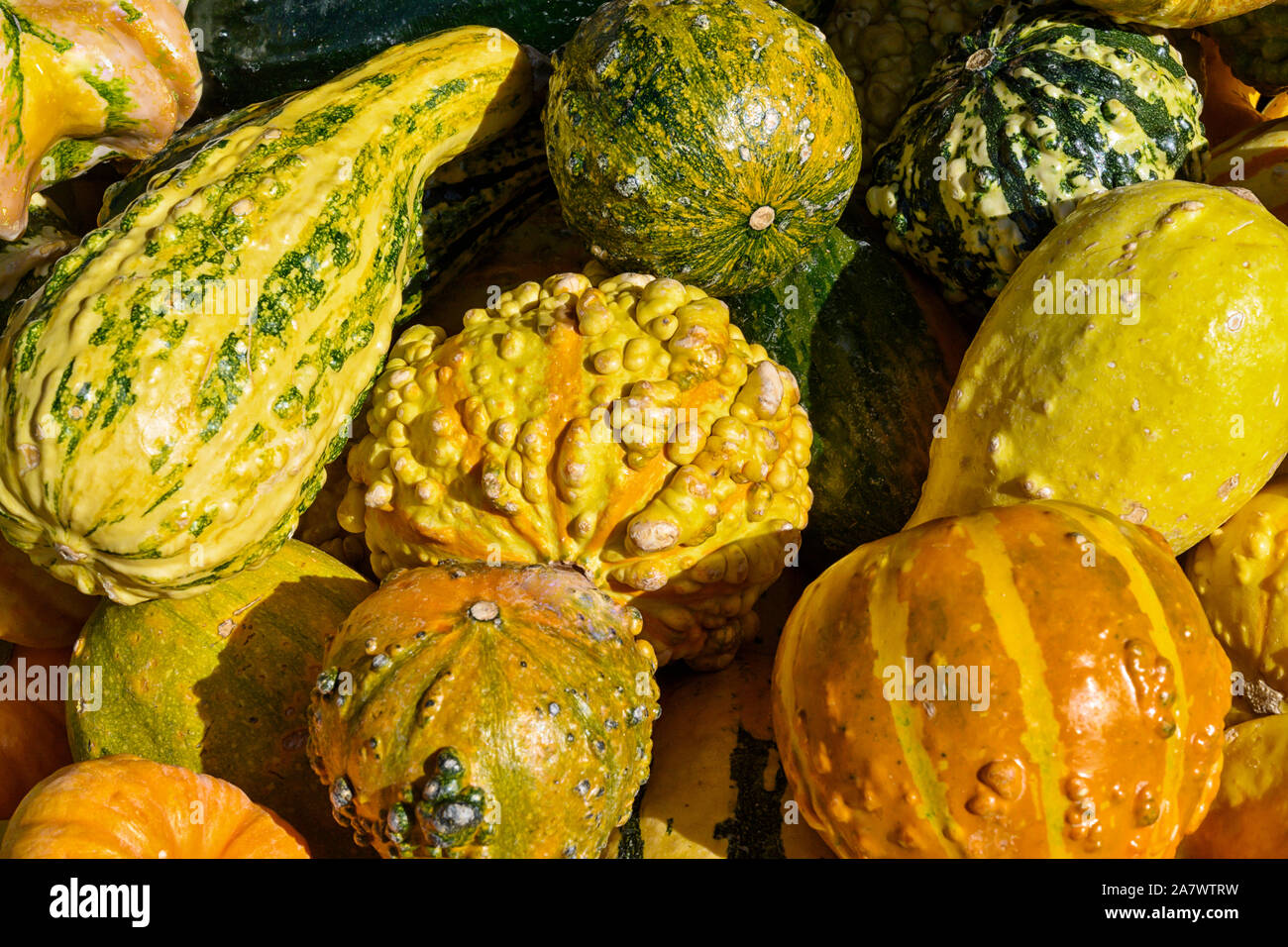 Bunt gemischt Kürbisse, Zucchini und Kürbisse im Freien bei hellem Sonnenlicht Stockfoto