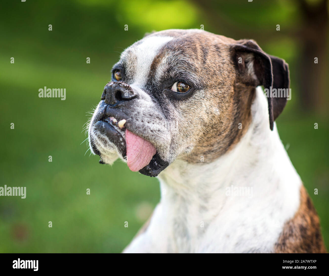 Hund Mit Seiner Zunge Heraus Stockfotos und -bilder Kaufen - Alamy