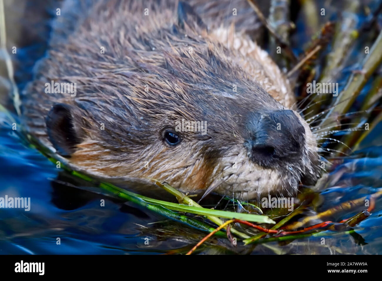 Eine Nahaufnahme von einem Biber Gesicht, als er zieht eine Last von kleinen Zweigen durch das Wasser im Winter, die Lagerung von Lebensmitteln Flor. Stockfoto