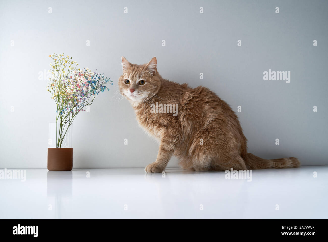 Rote Katze sitzt auf einem Tisch in der Nähe einen Blumenstrauß der zarten Blüten Stockfoto