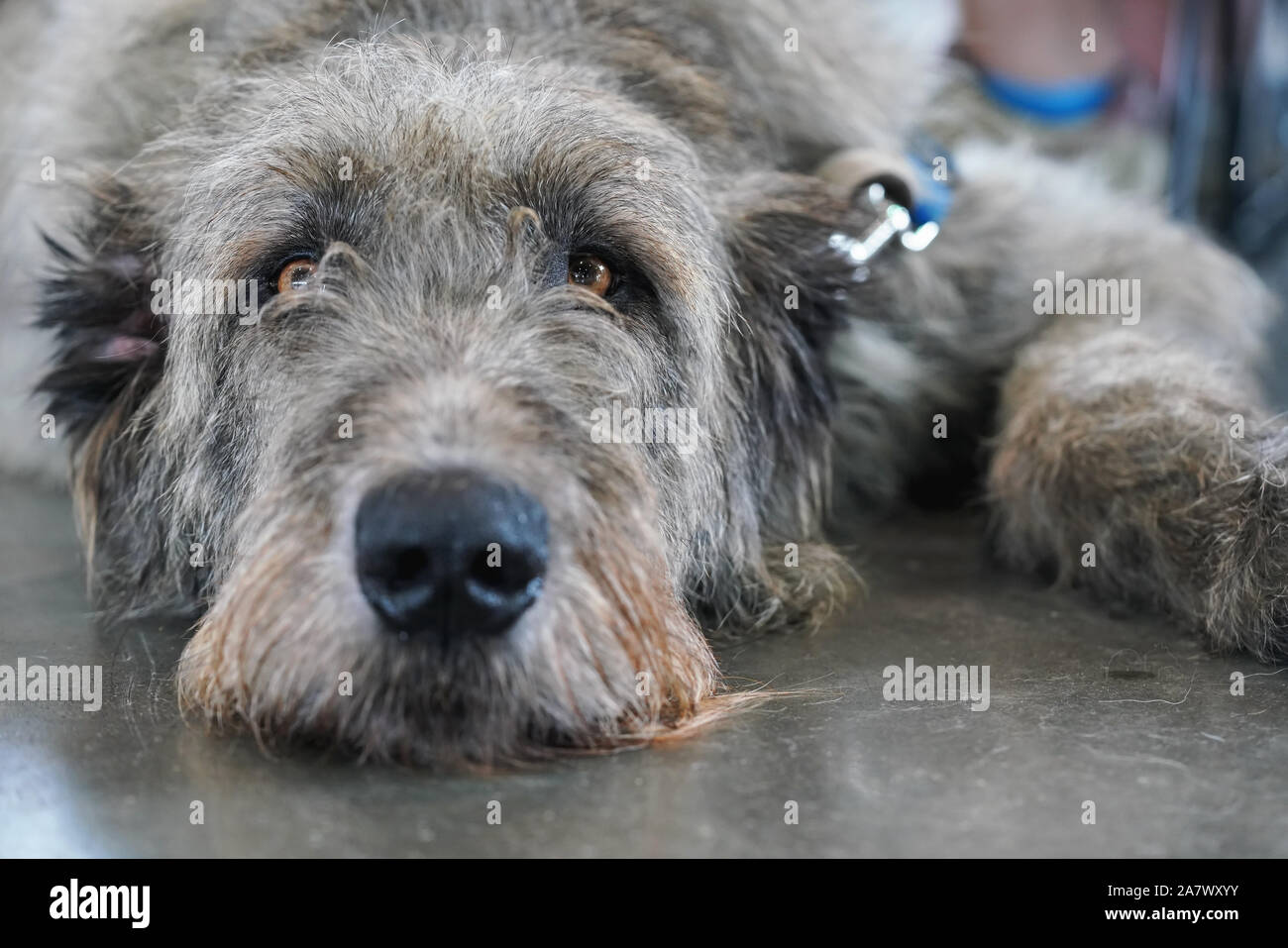 Scottish deerhound Hund Verlegung auf Steinboden in Innenräumen, gelangweilt müde Stockfoto