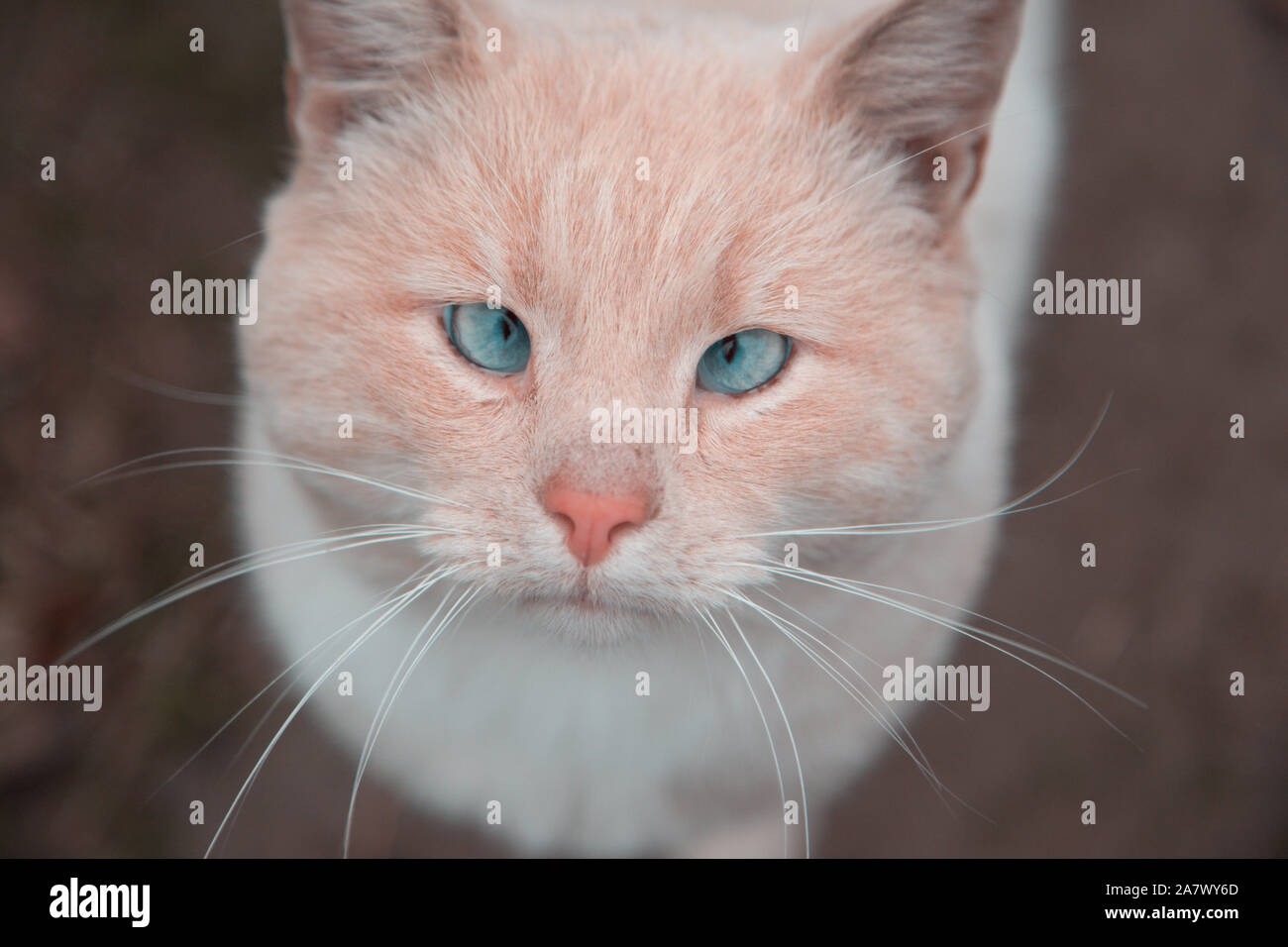 Orange Katze Mit Blauen Augen Stockfotos Und Bilder Kaufen Alamy