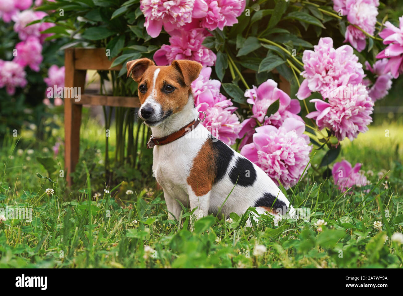 Kleine Jack Russell Terrier Hund ruhig sitzen vor rosa Blumen Bush Stockfoto
