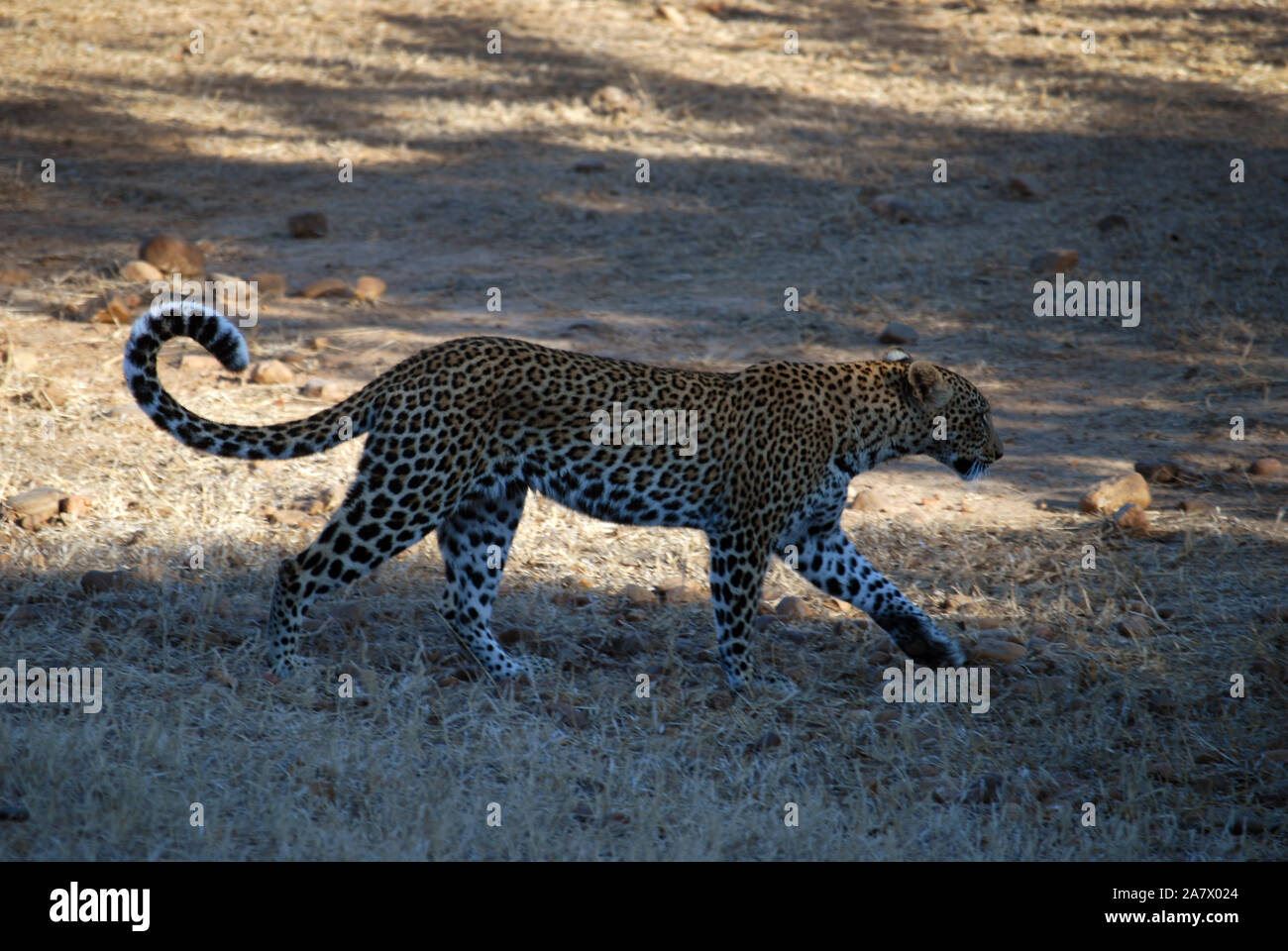 Leopard im South Luangwa Park, Mfuwe, Sambia. Stockfoto