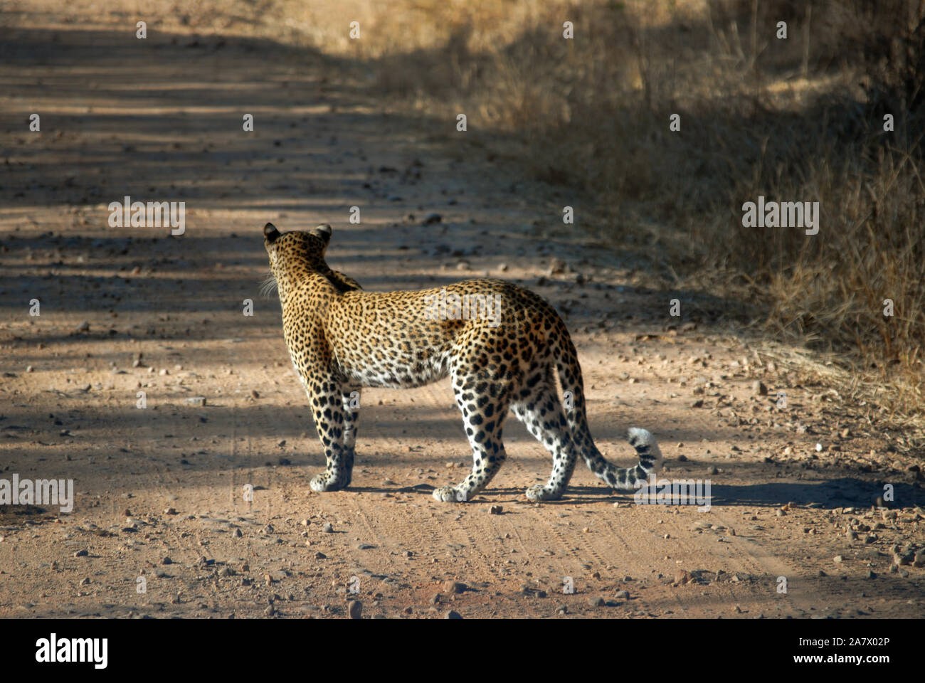 Leopard im South Luangwa Park, Mfuwe, Sambia. Stockfoto