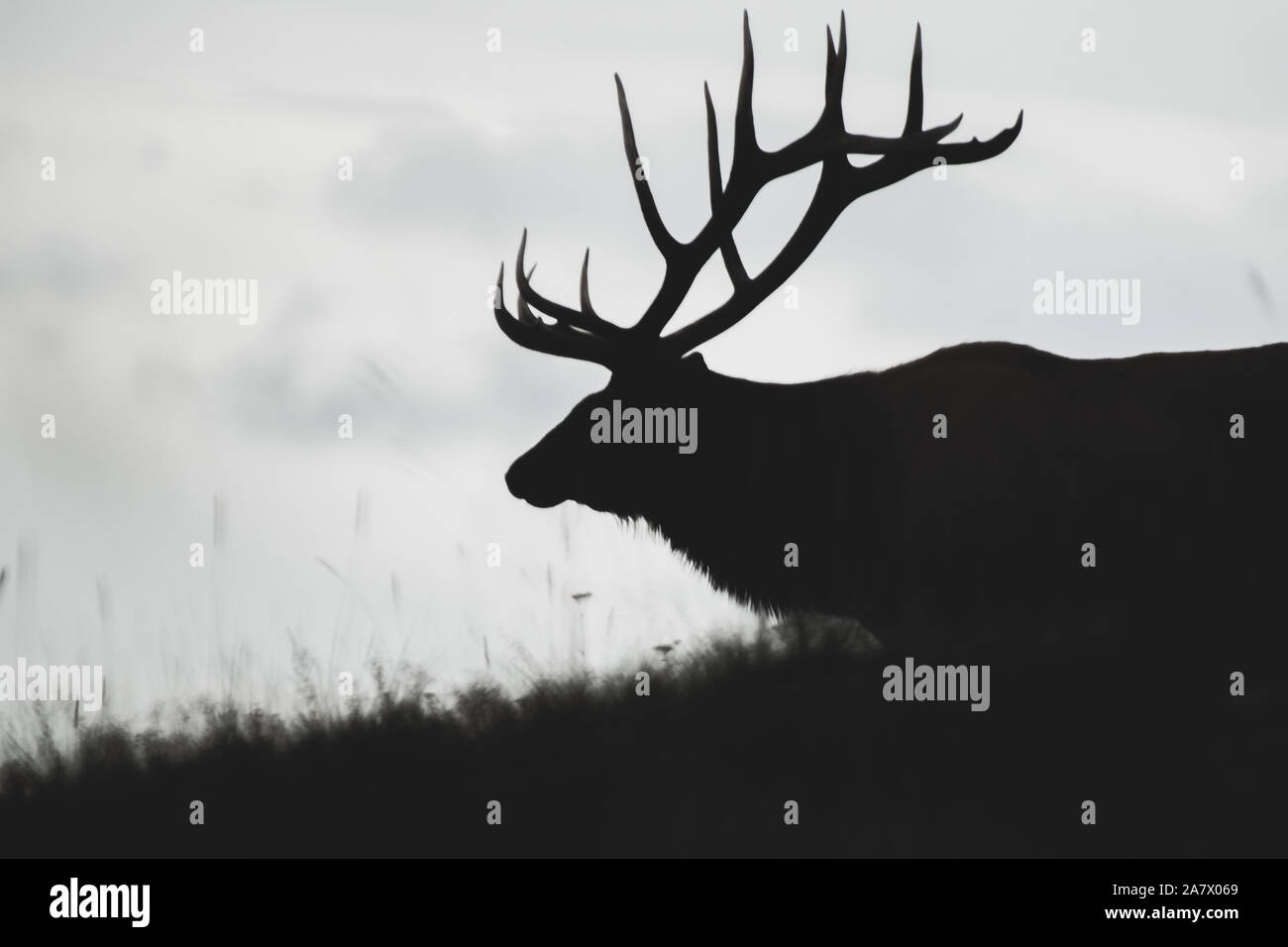 Silhouette eines großen Elch stier (Cervus canadensis), Yukon Territory, Kanada Stockfoto