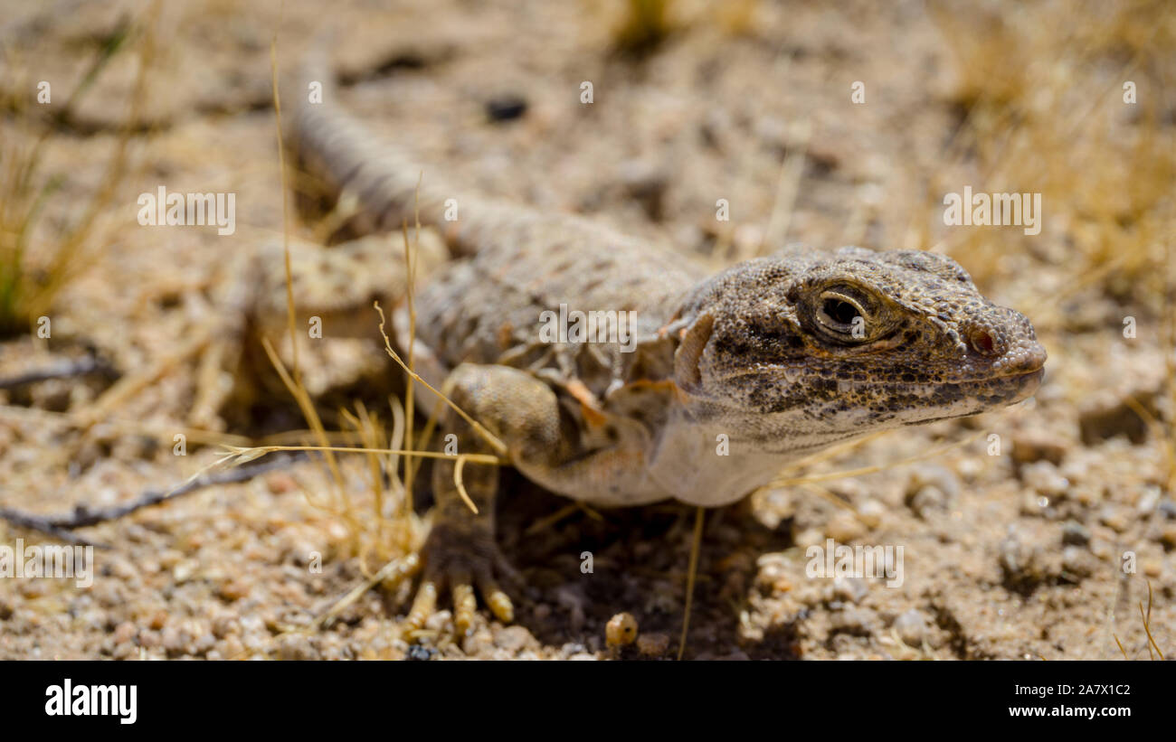 Mojave fringe-toed Eidechse in der Mojave-wüste, USA Stockfoto