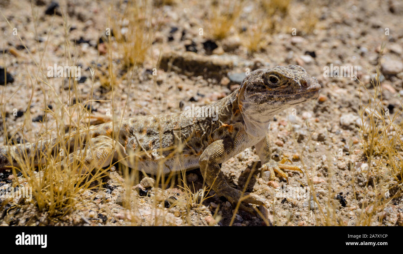 Mojave fringe-toed Eidechse in der Mojave-wüste, USA Stockfoto